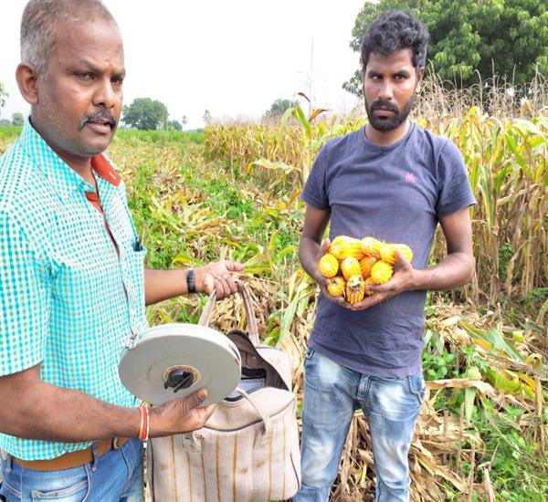 Warangal Urban District                                                                                                                                                                                                                                    - Crop Cutting Expts.,                                                                                                                                   - 2kg yield collecting for Dry Weight                                                                                                                                                                                                                             - dt.15/10/2019          